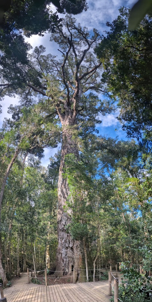 The Big Tree Tsitsikamma