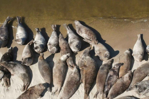 Gdańsk: Wild Seals Watching - Seal Island Boat Tour