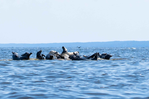 Seal watching