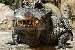 Toegangsbewijs voor de Gadoland Exotic Animals Exhibition