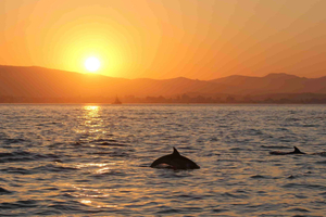 Boat ride with the chance to see dolphins in Algeciras