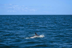 Croisière et nature marine à Estepona