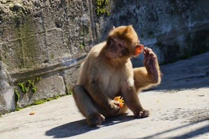 From Malaga: Exclusive Gibraltar – Local Guide, Small Groups