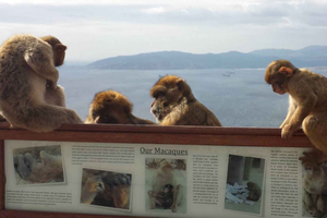 From Seville: Full-Day Private Tour of Gibraltar