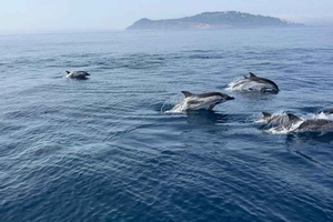 Depuis Sotogrande : croisière de 2 jours vers Ceuta (Afrique)