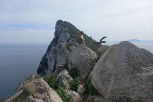 Gibraltar Sightseeing : Premium Tour with a Local Guide