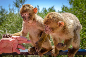 Gibraltar: Ultimate Full-Day Private Tour
