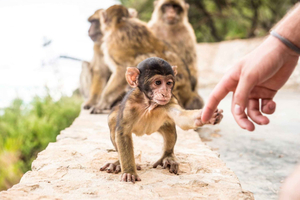 Depuis Séville : excursion d'une journée à Gibraltar
