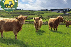 Glasgow: Highland Cow Trailer Tour with home baking