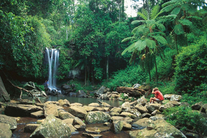Brisbane: autobus Hop on Hop off do Tamborine Mountain