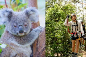 Currumbin Wildlife Sanctuary & TreeTop Challenge Combo