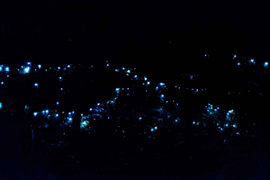 Costa de Ouro: Experiência nocturna na floresta tropical e nos vermes luminosos