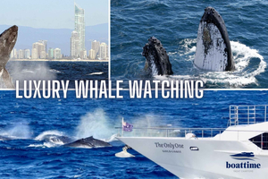 Gold Coast: Luxury Whale Watching Tour on a Superyacht