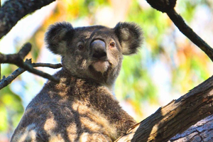 Gold Coast: tour di un giorno al Monte Tamborine alla scoperta di canguri e koala