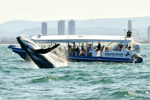 Experiência com baleias na Gold Coast