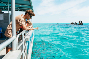 Isla Moreton: Crucero de Descubrimiento Marino y Alimentación de Delfines