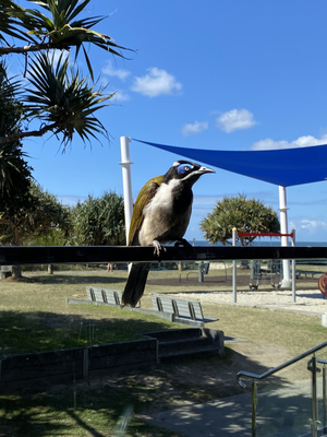 Tallebudgera Surf Life Saving Club
