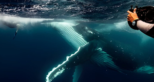 Swim with Whales