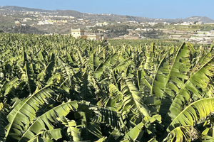 Gran Canaria: Rum, Wines and Banana Tour