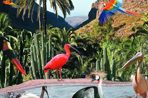 Gran Canaria: Tour to Palmitos Park and Camel Park Fataga