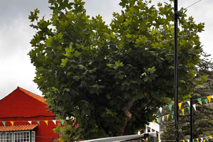 Teror Market: The living heart of Canarian traditions