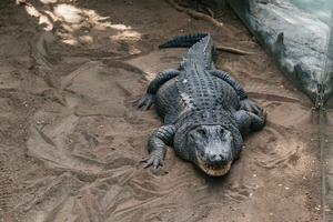 Agüimes: Ticket de entrada al Parque Zoológico de Cocodrilo