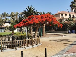 Estación Faro De Maspalomas (Andén 3)