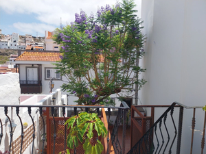 La Jacaranda