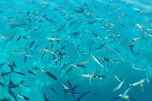 Kavos: Sininen laguuni ja Sivota – pienryhmäkierros