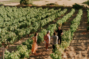 Isla de Milos: Cata de vinos en la Bodega Kostantakis