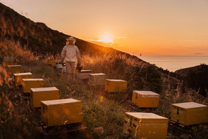 Naxos Olive Oil & Honey Tasting & Farm-to-Table Breakfast