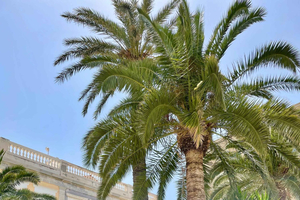Syros: culinaire wandeltour