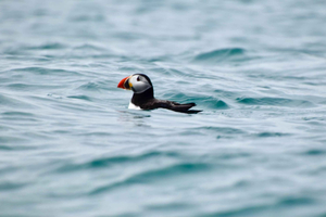 Herm: Puffin Patrol Kayak Guide Tour
