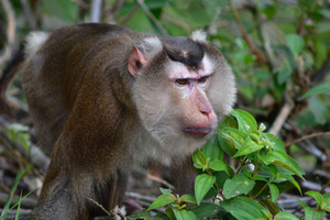 Ninh Binh: Wildlife, Jungle Hike, Cuc Phuong Park Guide Tour