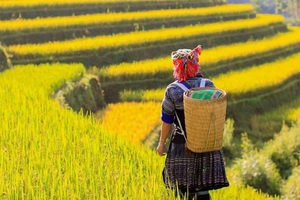 From Hanoi: 5-Day Sapa, Ninh Binh & Halong Bay Cruise