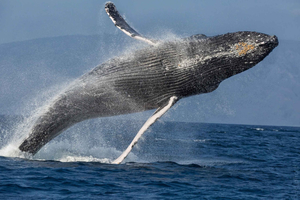 Afternoon Whale Watch from Lahaina