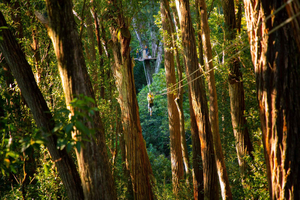 Big Island: 3-Hour Kohala Canopy Zipline Adventure