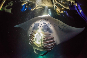 Groot eiland: Nachtzwemmen met Mantarog met warme chocolademelk