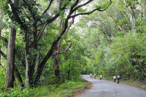 E-BIKE Honolulu Rainforest: 10 Millas de Sonrisas con vistas panorámicas