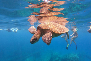 Vanuit Ka'anapali: West Maui Snorkeltour van een halve dag met eten