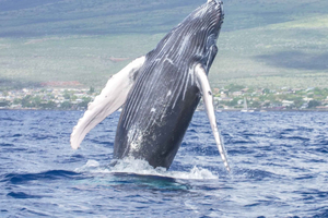 Desde Maalaea: Crucero en catamarán para avistamiento de ballenas con bebidas