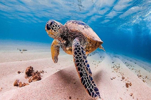 Desde Waikiki Experiencia en la Isla del Gran Círculo de Oahu