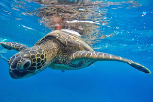 Ka'anapali Beach: Coral Reef Snorkel and Turtle Spotting
