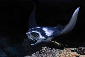 Kailua Kona: Manta Ray Night Snorkel Tour with Guide