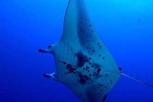 Kailua-Kona: Night Manta Snorkel or Dive