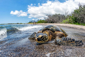 Kona: tour de café y tortugas marinas