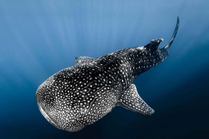 Kona: Small Group Ocean Safari with Underwater Videos