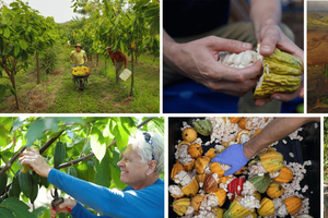 Lahaina Visita guiada y degustación de la Granja de Cacao Maui Ku'ia Estate