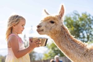 Maui: Visita a una granja de alpacas con actividades prácticas