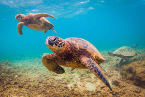 Spiaggia di Maui / Snorkeling sulla costa